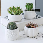 Load image into Gallery viewer, Succulent Pots &amp; Bamboo Shelf